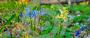 closeup beautiful wild flowers on the forest glade