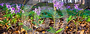 closeup beautiful wild flowers on the forest glade