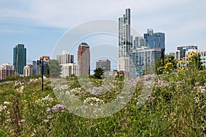 Wild Flowers and Plants in a Chinatown Park with a South Loop Chicago Skyline View