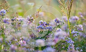 Closeup beautiful wild prairie flowers