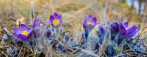 closeup beautiful wild violet bell flowers on the forest glade