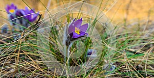 closeup beautiful wild violet bell flowers on the forest glade