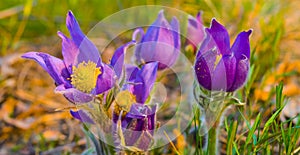 closeup beautiful wild violet bell flowers on the forest glade