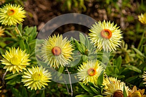 Closeup of beautiful Xerochrysum flowers in a garden on a sunny day