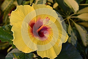 Closeup of a beautiful yelloow hibiscus flower