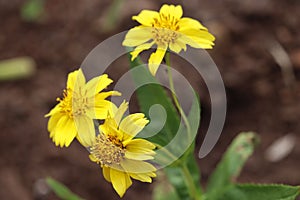Closeup of beautiful yellow Arnica chamissonis flowers growing in a garden photo