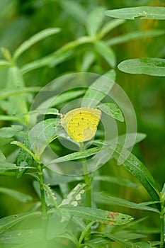 closeup the beautiful yellow black color butterfly hold and sitting on green grass plant in the farm soft focus natural green