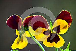 closeup of beautiful yellow and brown pansy flower on an autumn afternoon in the garden