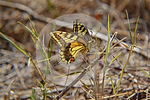 Closeup of beautiful yellow butterfly with open wings in natural environment