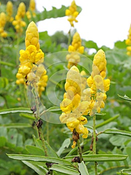 Dettagliato da bellissimo candela spazzola fiore 