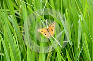 Closeup the beautiful yellow color butterfly hold on the green paddy plant over out of focus green background