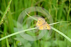 Closeup the beautiful yellow color butterfly hold on the green paddy plant over out of focus green background