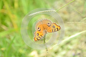 Closeup the beautiful yellow color butterfly hold on the green paddy plant over out of focus green brown background