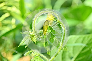 Closeup the beautiful yellow color butterfly hold on the green ripe black gram vine plant over out of focus green brown background