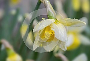 closeup on beautiful yellow daffodil with water drops