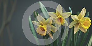 Closeup of beautiful yellow daffodils. Springtime flower