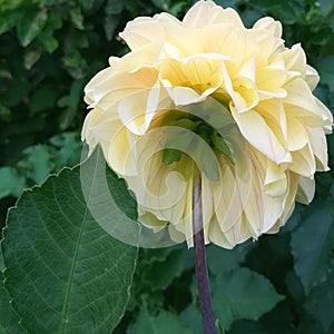 Closeup of beautiful yellow dahlia and green leaf seen from below. Interesting flower image. Different angle of flower.