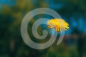 Closeup of beautiful yellow dandelion flower in meadow