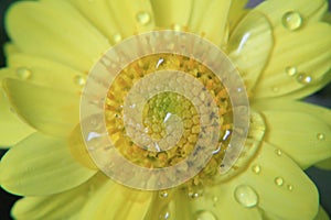 Closeup of beautiful yellow flower,macro photography,dew drops or water drops on flower