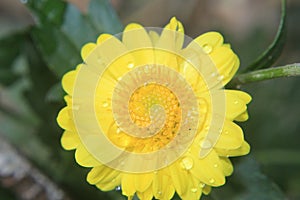 Closeup of beautiful yellow flower,macro photography,dew drops or water drops on flower