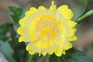 Closeup of beautiful yellow flower,macro photography,dew drops or water drops on flower