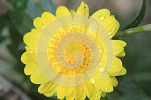 Closeup of beautiful yellow flower,macro photography,dew drops or water drops on flower