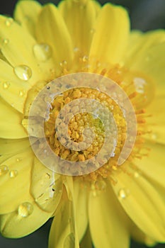 Closeup of beautiful yellow flower,macro photography,dew drops or water drops on flower