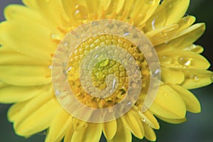 Closeup of beautiful yellow flower,macro photography,dew drops or water drops on flower