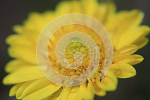 Closeup of beautiful yellow flower,macro photography,dew drops or water drops on flower