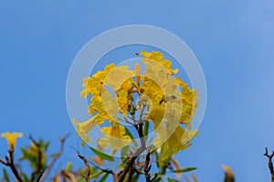 Closeup beautiful yellow flower of silver trumpet tree (tree of