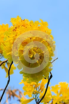 Closeup beautiful yellow flower of silver trumpet tree (tree of