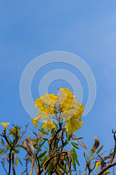 Closeup beautiful yellow flower of silver trumpet tree (tree of