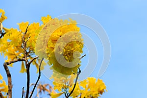 Closeup beautiful yellow flower of silver trumpet tree (tree of