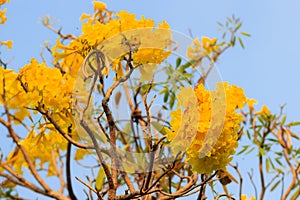 Closeup beautiful yellow flower of silver trumpet tree (tree of