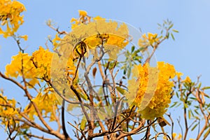 Closeup beautiful yellow flower of silver trumpet tree (tree of