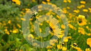 Closeup of beautiful yellow flowers of Coreopsis lanceolata also known as Garden, sand coreopsis, Lance leaf tickseed etc