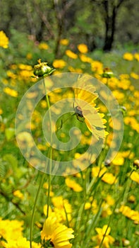 Closeup of beautiful yellow flowers of Coreopsis lanceolata also known as Garden, sand coreopsis, Lance leaf tickseed etc