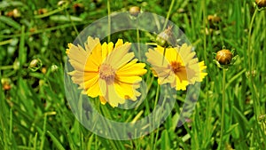 Closeup of beautiful yellow flowers of Coreopsis lanceolata also known as Garden, sand coreopsis, Lance leaf tickseed etc