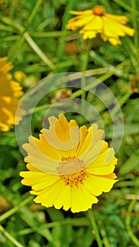 Closeup of beautiful yellow flowers of Coreopsis lanceolata also known as Garden, sand coreopsis, Lance leaf tickseed etc