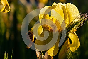 closeup of a beautiful yellow germanic iris flower in backlight in the park garden