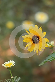 Closeup of a beautiful yellow helianthus petiolaris flower with a  daisy