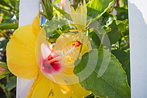 Closeup of beautiful yellow Hibiscus flower.