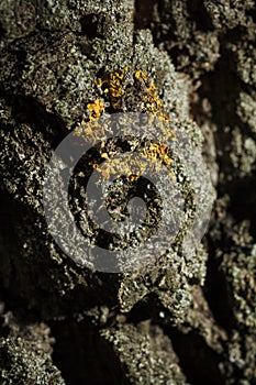 Closeup beautiful yellow lichen on tree bark on dark forest background, lichenology. Vertical soft focused macro shot photo