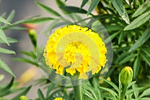 Closeup beautiful Yellow Marigold flower in the garden