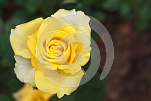 closeup of beautiful yellow rose