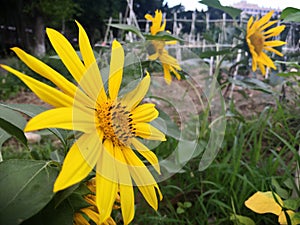 Closeup of beautiful yellow sunchokes blooming in a garden
