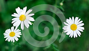 Closeup of a beautiful yellow and white daisy flowers on green n