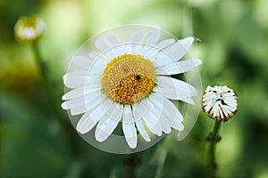 Closeup of a beautiful yellow and white daisy flowers on green n