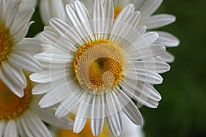 Closeup of a beautiful yellow and white daisy flowers on green n