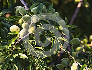 Closeup of beautiful Young almond fruit on almond tree in an almond garden orchard in a kibbutz in Northern Israel, Galilee in